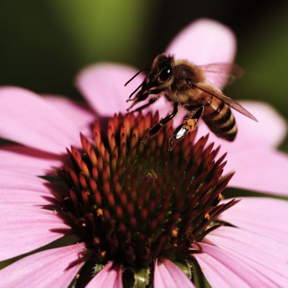 1bee_on_echinacea_sm