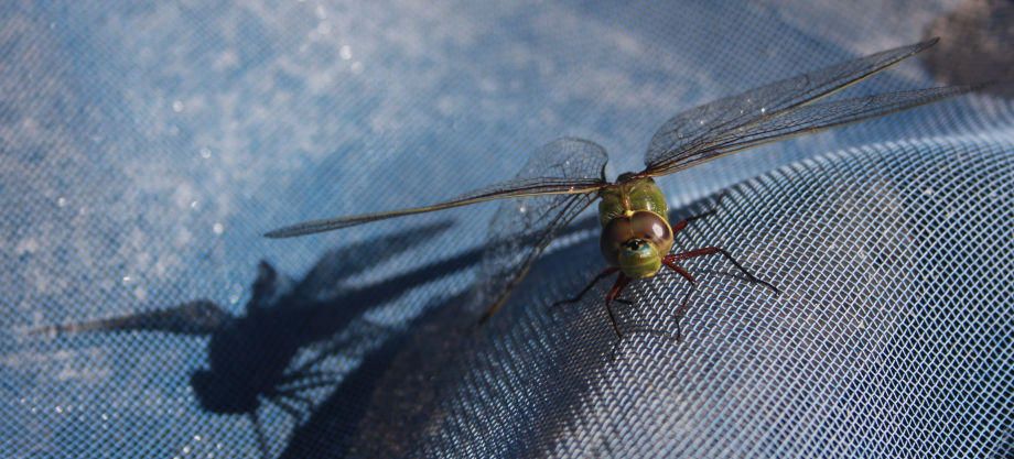 1dragonfly_on_mesh_3