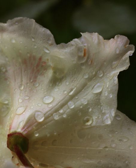 1rhodo_water_drop_3