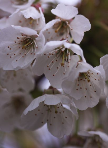 1cherry_blossoms_II