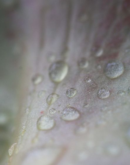 1rhodo_water_drop_6
