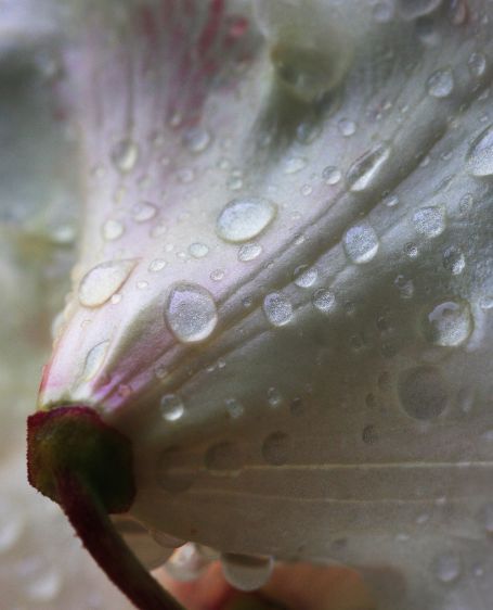 1rhodo_water_drop_4