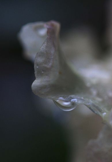 1rhodo_water_drop_2