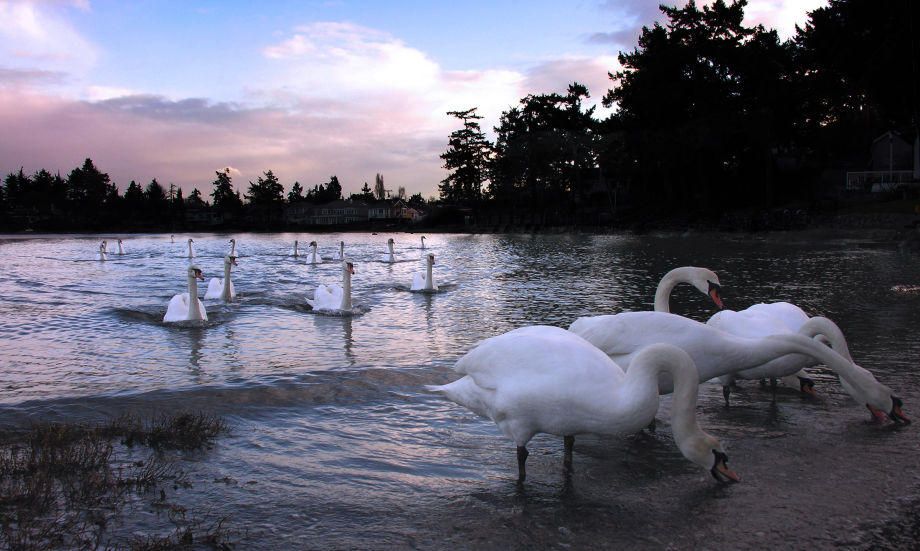 1procession_of_swans