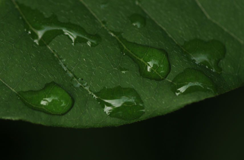 1water_on_leaf