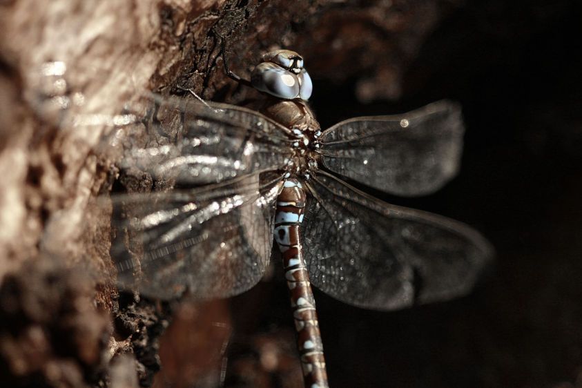 1dragonfly_on_tree_2