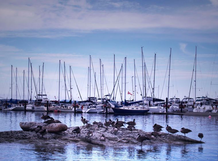 1canada_geese_marina