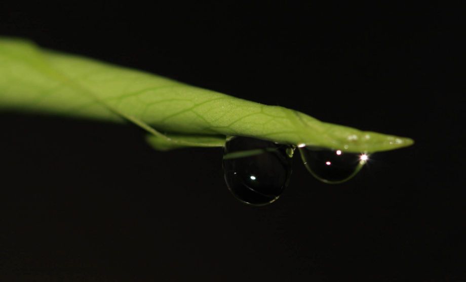 1new_leaf_water_drops_I