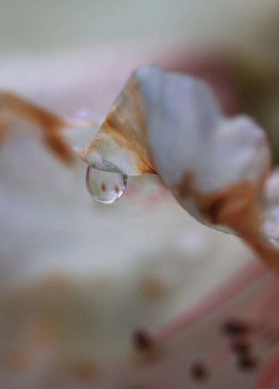 1rhodo_water_drop_1
