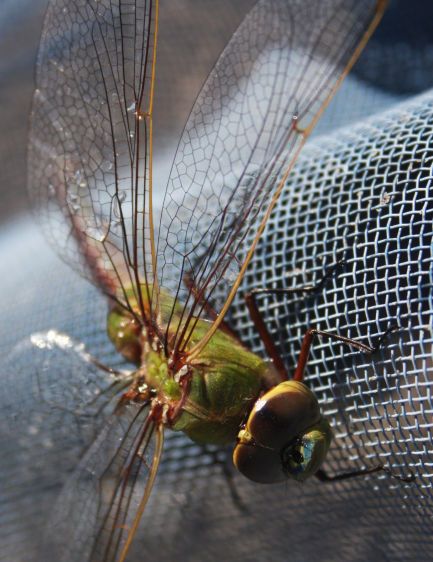 1dragonfly_on_mesh