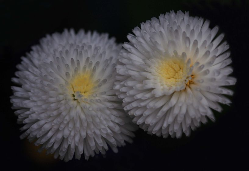 1puff_ball_flowers