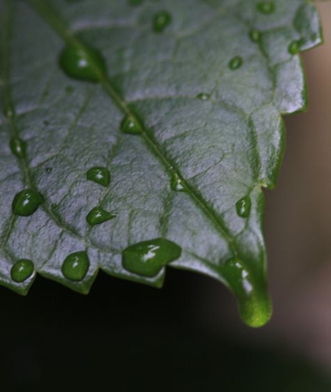 1rhodo_water_drop_5