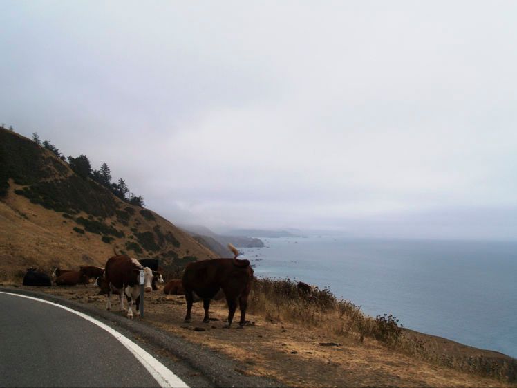 "I wonder where are these cows heading & who do they belong to?