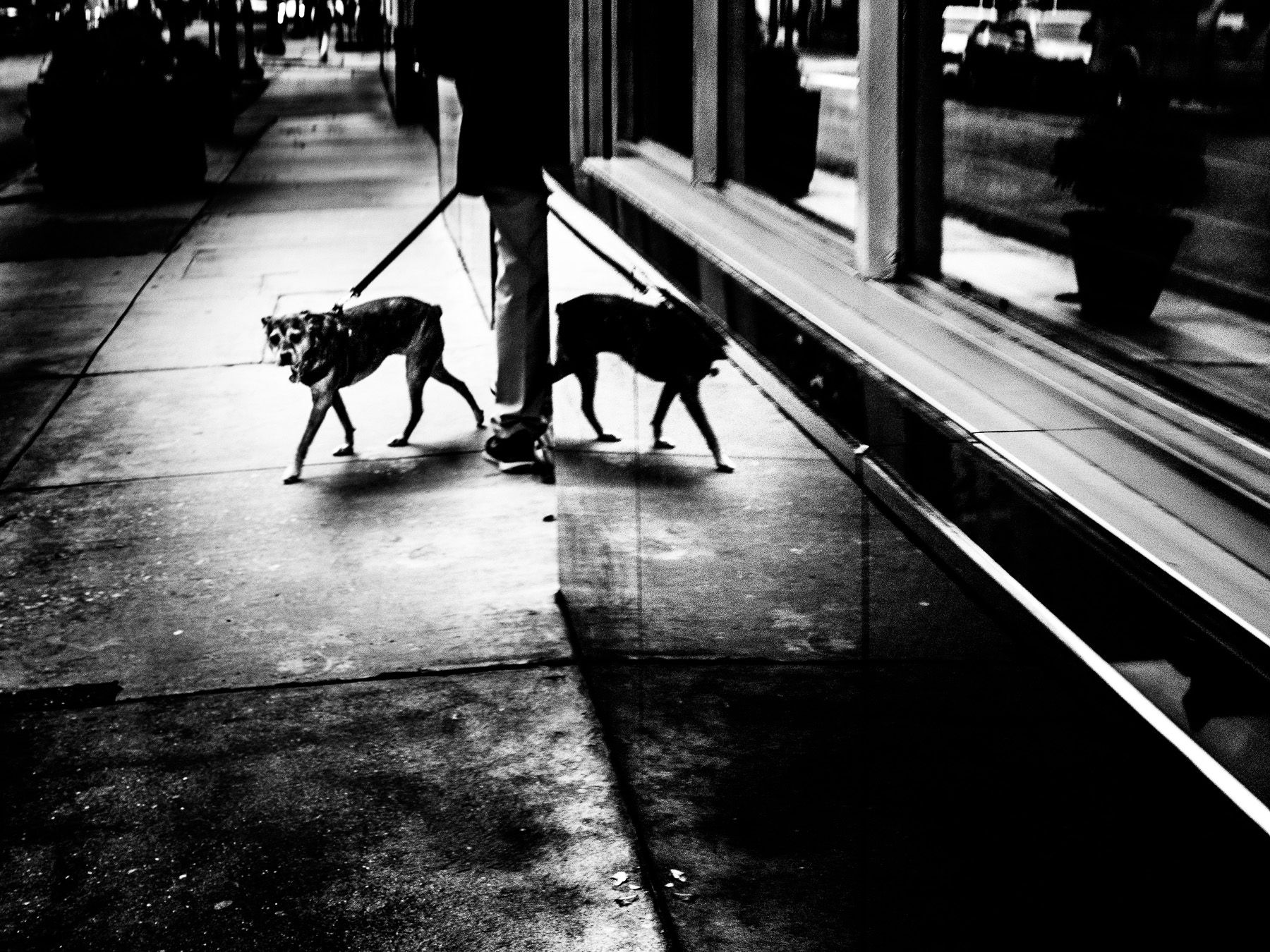 Walnut Street, Philadelphia, PA, 2018