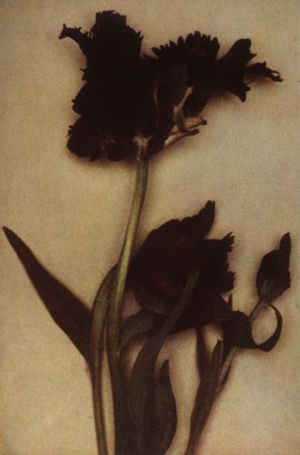 Flowers - Sheila Metzner Fine Art