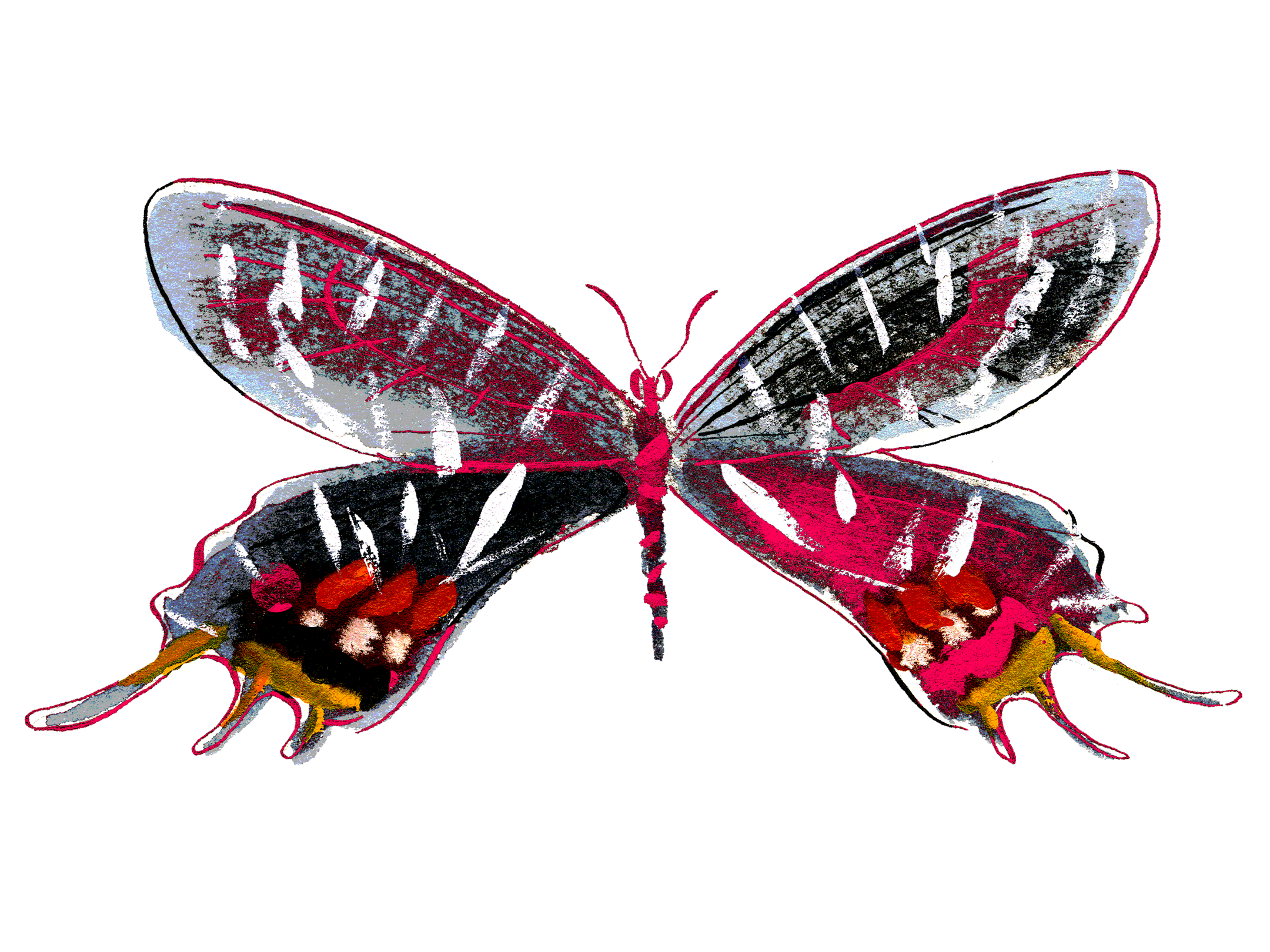 Butterfly ©James Laish