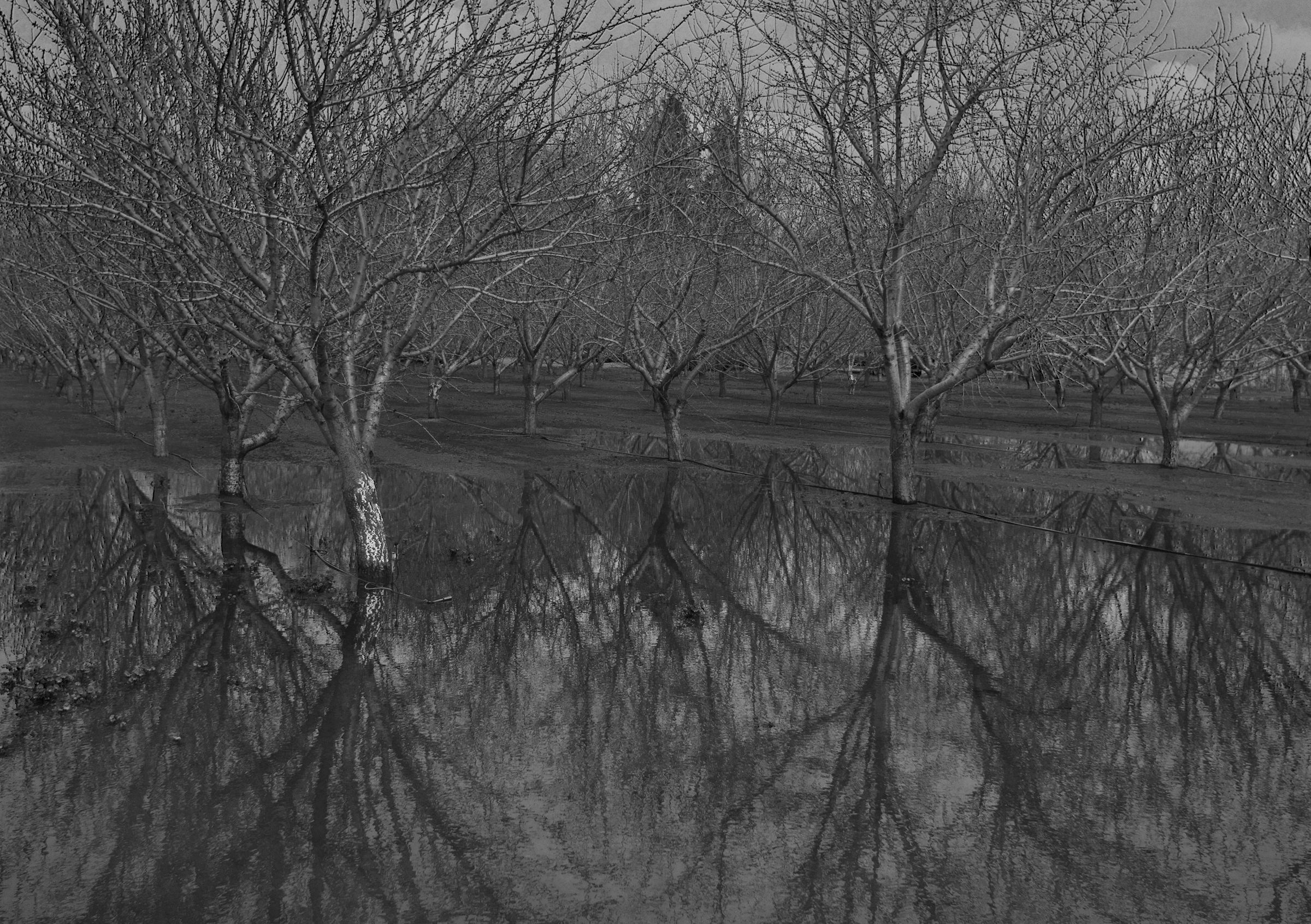 Drowned Trees, Central California