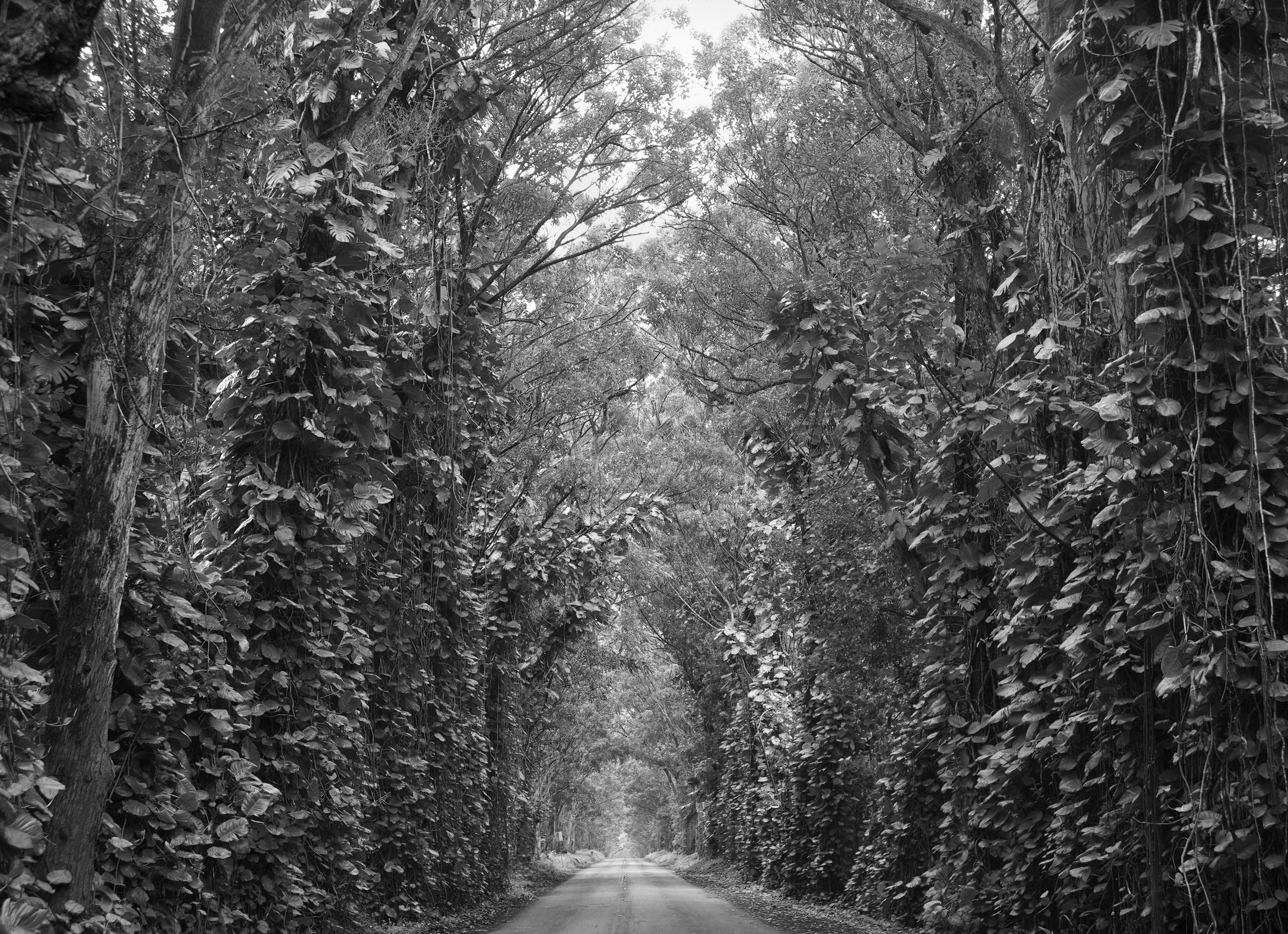 TreeTunnel, Kauai