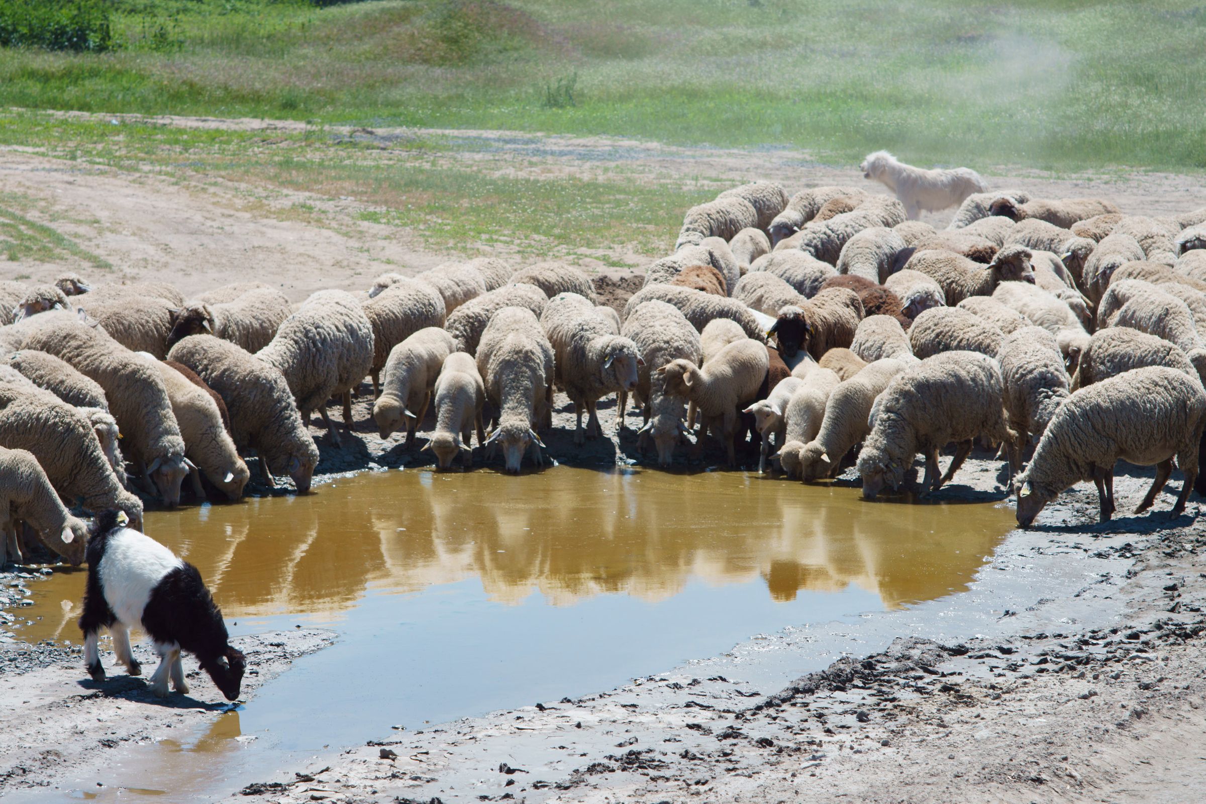 Sheep Watering