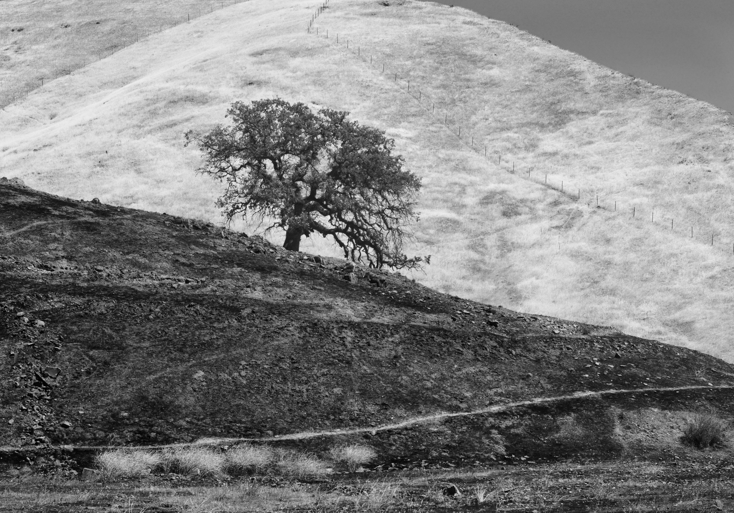 Survivor, Pacheco Pass, California