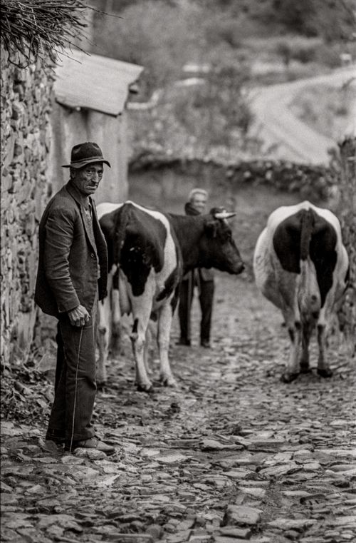 Man with Cows, a photograph from the essay, ' The Elderly of Spain 1974' from photographer Nancy LeVine when she was 19 years old