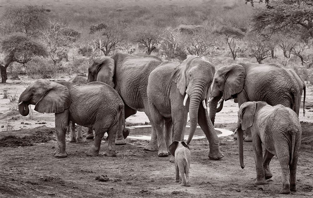 Baby elephant meeting wild bull