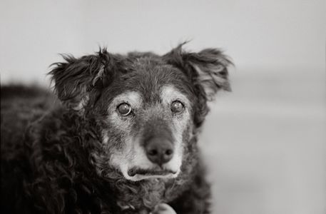 Curley 14 years old Kanab, Utah Best Friends Animal Society