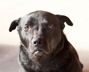 Gracie  8years old  Bonners Ferry, Idaho