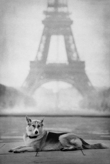 Beautiful shepherd mix with Eiffel Tower in the background. Black and white.