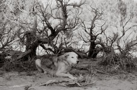 Springfeather 17 years old Kanab, Utah  Best Friends Animal Society