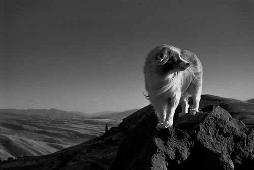 Dog on the mountainside
