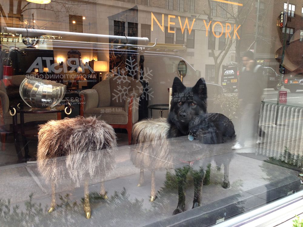 Dog in the shop window Madison Avenue, NYC