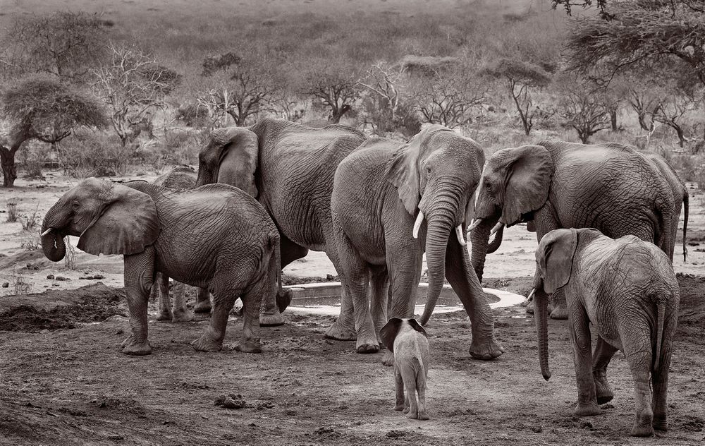 Baby Elephant meeting a Wild Bull.jpg