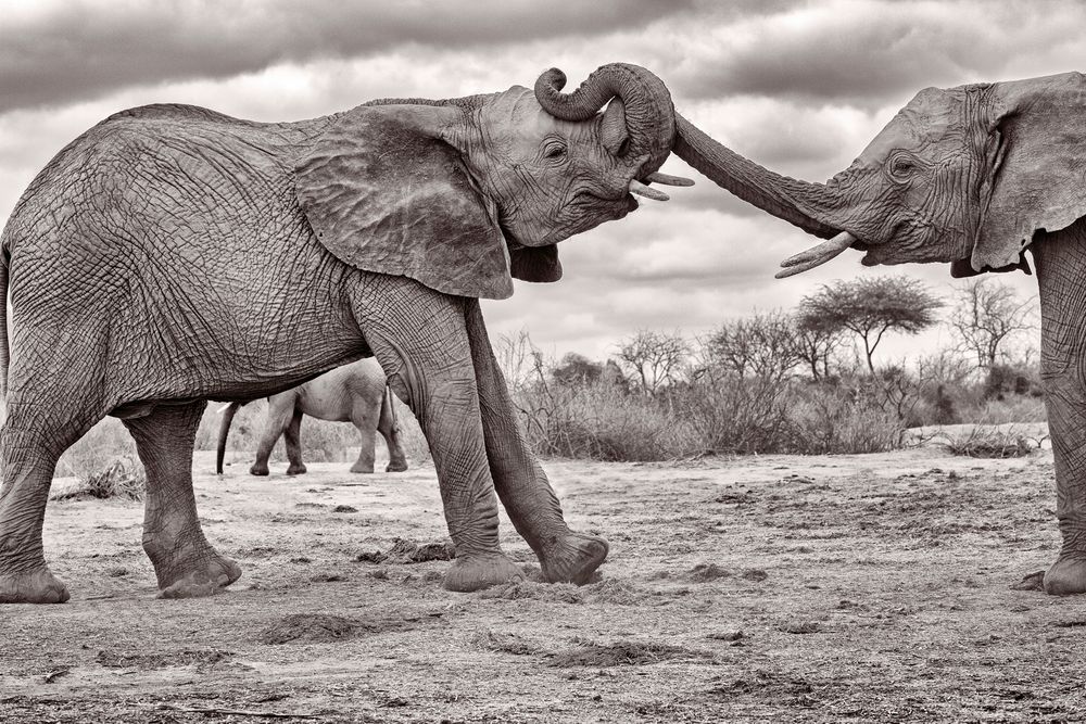 Sheldrick Wildlife  Ithumba Orphan Elephant Friends 