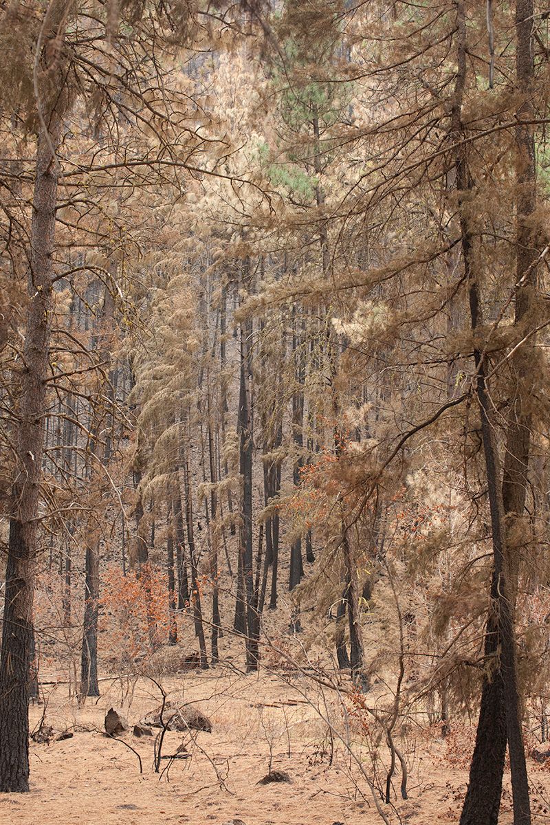 Forest Fire Remains