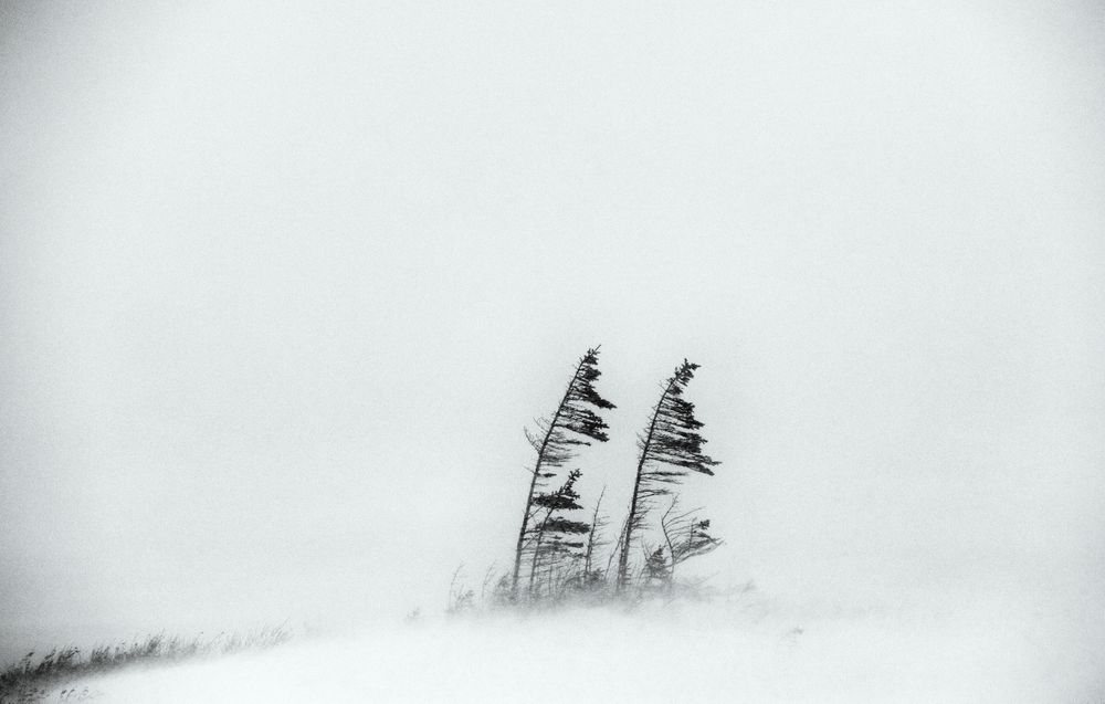 Trees in the Canadian Tundra2.jpg