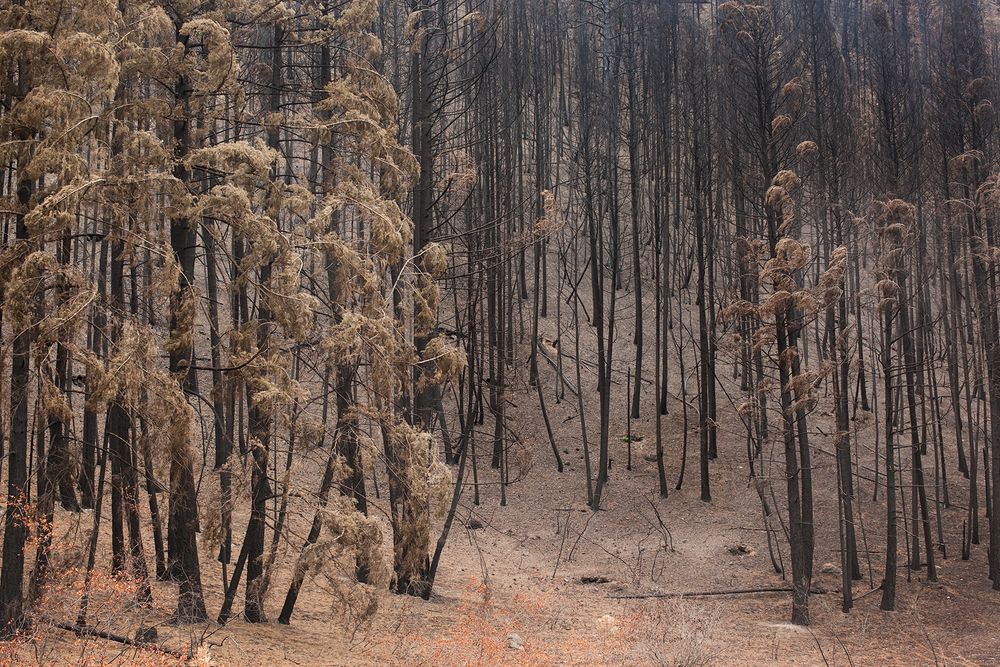 A Forest after a fire.  Photographer - Nancy LeVine