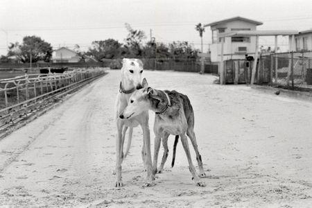 Rosie 13 years old Princess 14 years old  Hileal, Florida   Friends of Greyhounds