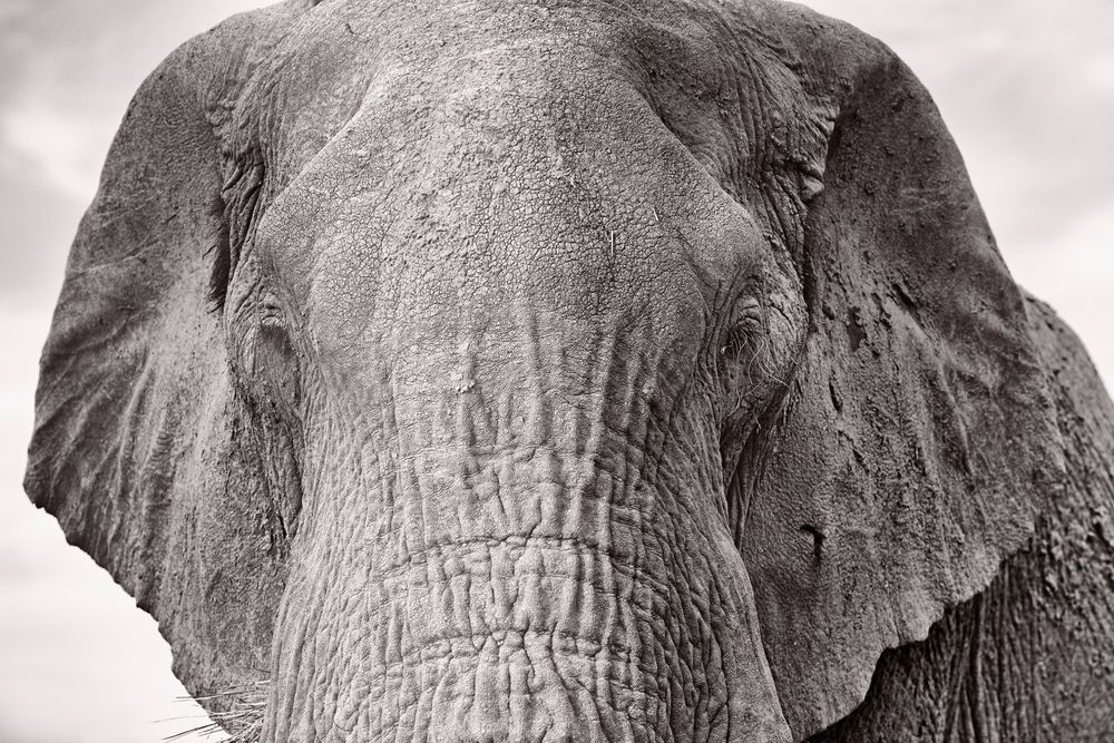 Older Wild Elephant.jpg