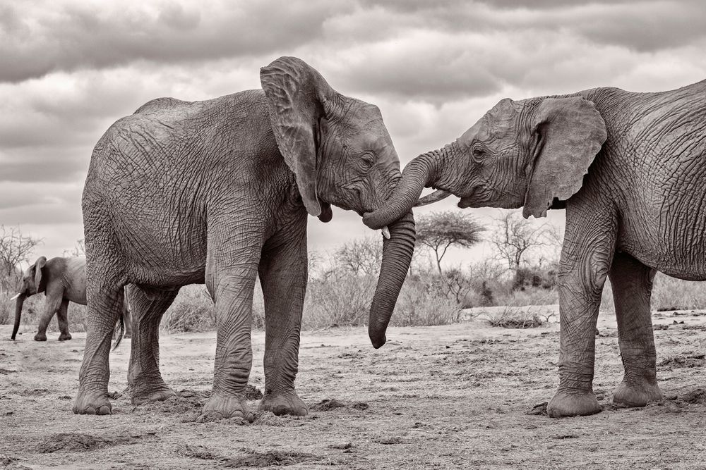 Orphan Elephants Sharing a Tender Moment.jpg