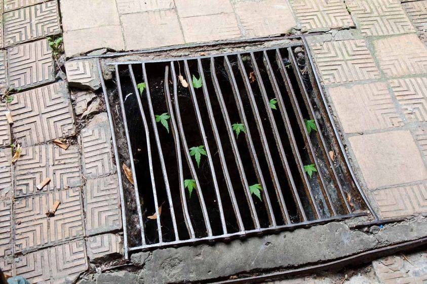 Equilibrium, Leaves, Grim Museum, Berlin 2011.