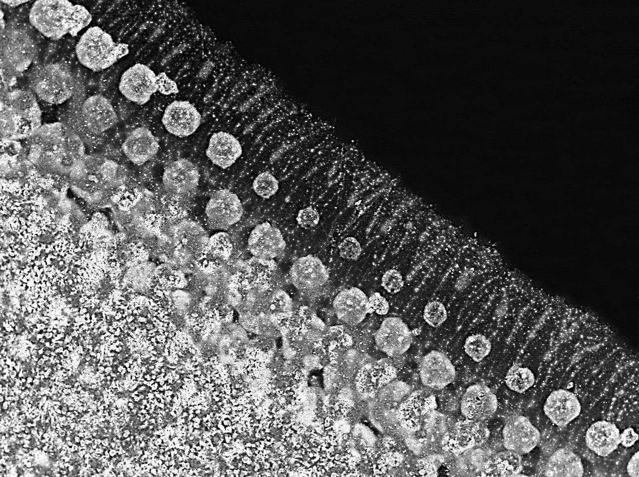 20 Mexican Pesos Bill