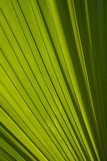 1palm_leaf8