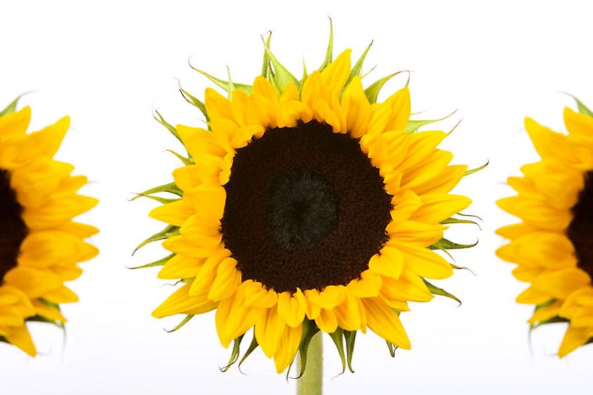 Sunflowers on White