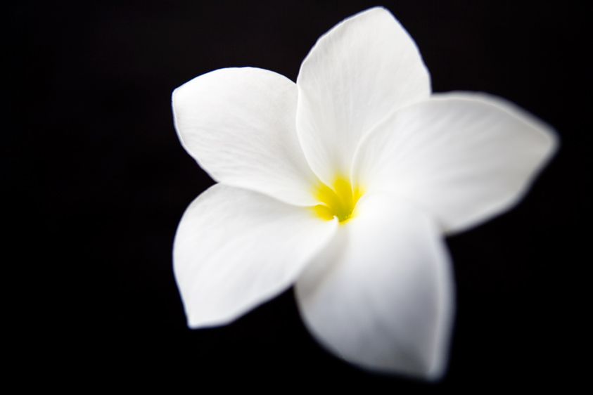 Plumeria