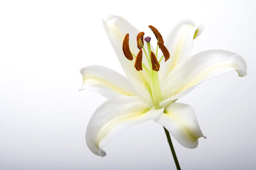 White Lilly