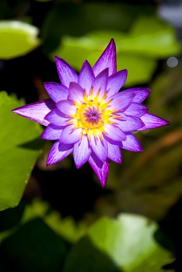 1water_lilly21
