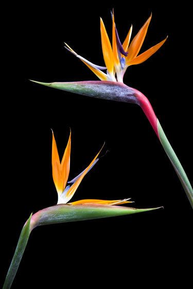 1birds_of_paridise_0042