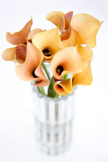 Calla in Vase