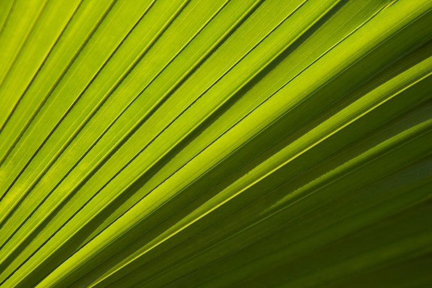1palm_leaf7